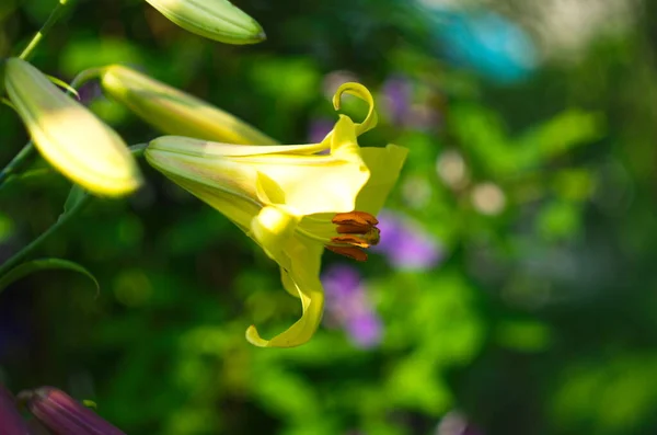 Φωτογραφία Του Κίτρινου Λουλουδιού Στον Κήπο Εξοχή Πολύχρωμη Εικόνα Κοντινό — Φωτογραφία Αρχείου