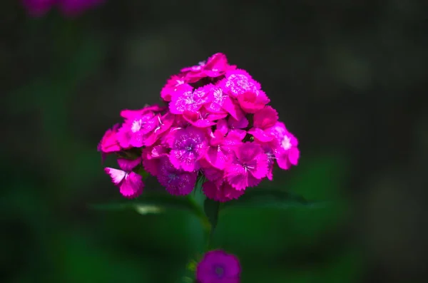 Baard Kruidnagel Turkse Anjer Een Natuurlijke Achtergrond Roze Bloeiende Teentje — Stockfoto