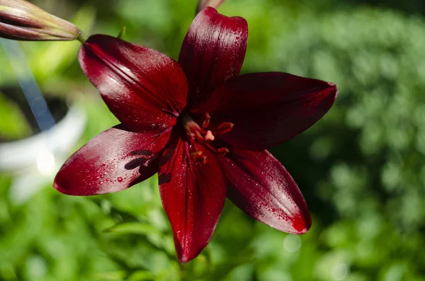 Lírios Maroon Closeup Canteiro Flores Profundidade Campo Rasa — Fotografia de Stock