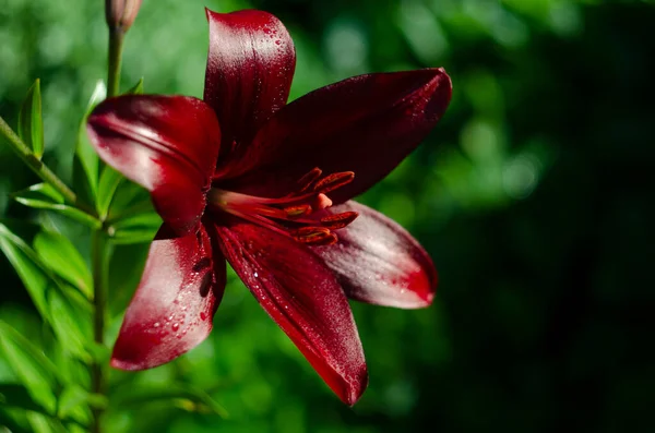 Maroon Lelies Bloembed Close Ondiepe Scherptediepte — Stockfoto