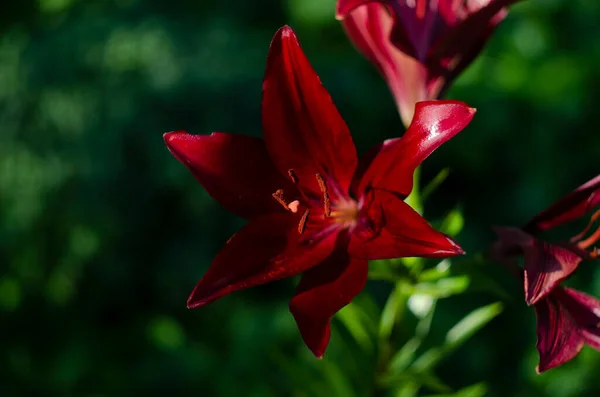 Lírios Maroon Closeup Canteiro Flores Profundidade Campo Rasa — Fotografia de Stock