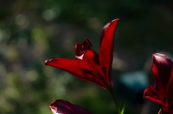 Lírios Maroon Closeup Canteiro Flores Profundidade Campo Rasa — Fotografia de Stock