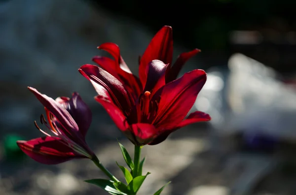 花坛特写中的栗色百合花 浅水区深度 — 图库照片