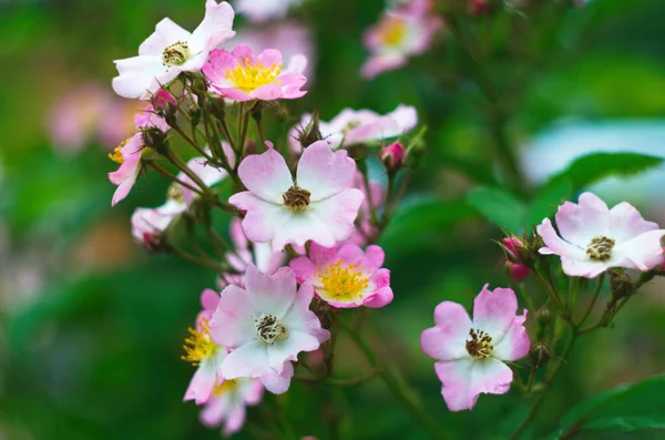 Delicate Beautiful Pale Pink Rosehip Flowers Large Yellow Buds Bloomed — Stock Photo, Image