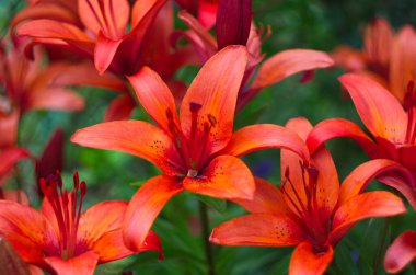 Baharda bahçede kırmızı zambak açar. Büyük kırmızı zambak çiçeği, makroda çiçek açan güzel kırmızı zambak. Yeşil arka planda renkli bir bitki. Büyük karaciğer ve erkek organlar..