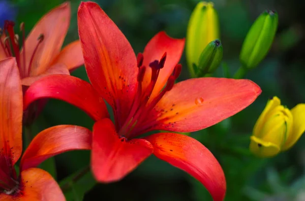 Весной Саду Цветет Красная Лилия Крупный Красный Лилий Цветок Макро — стоковое фото