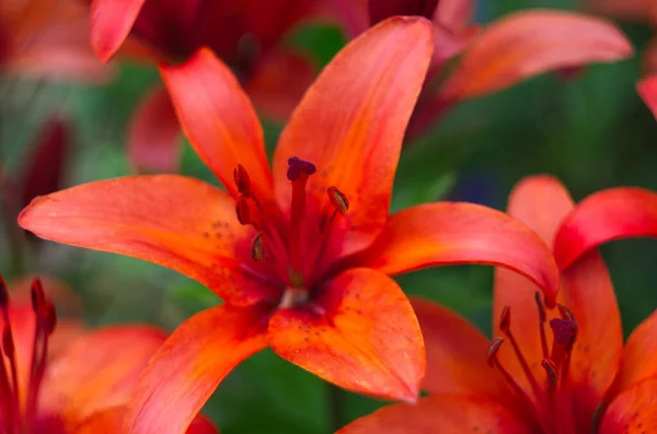 Lírio Vermelho Floresce Primavera Jardim Grande Lírio Vermelho Flor Close — Fotografia de Stock