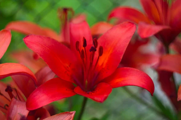 Vörös Liliom Tavasszal Virágzik Kertben Nagy Piros Liliom Virág Közelkép — Stock Fotó