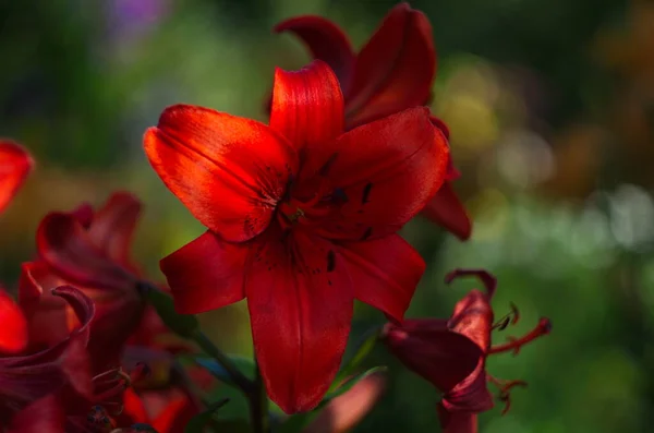 Lírio Vermelho Floresce Primavera Jardim Grande Lírio Vermelho Flor Close — Fotografia de Stock