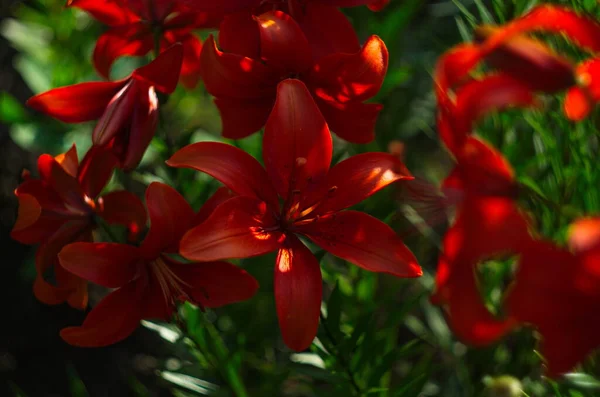 庭の春に赤いユリが咲く 大きな赤いユリの花のクローズアップ 巨大な美しい赤い花のユリ 緑の背景にカラフルな植物 — ストック写真