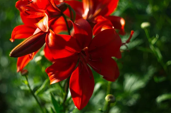 庭の春に赤いユリが咲く 大きな赤いユリの花のクローズアップ 巨大な美しい赤い花のユリ 緑の背景にカラフルな植物 — ストック写真