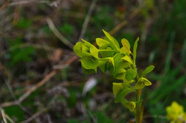 Euphorbia Blommande Vintergrön Växt Trädgård — Stockfoto