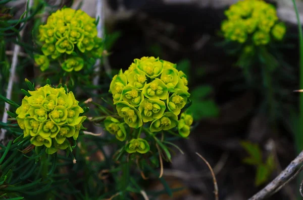 Euphorbia Flowering Evergreen Plant Garden — Stock Photo, Image