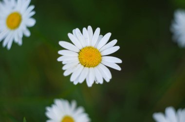 Papatya çiçeği tarlası. Doğada papatya çayı. Doğada güneşli bir günde papatya tarlası. Yaz günü papatya çiçekleri. Papatya çiçeği tarlası güneş ışığında geniş bir arkaplan