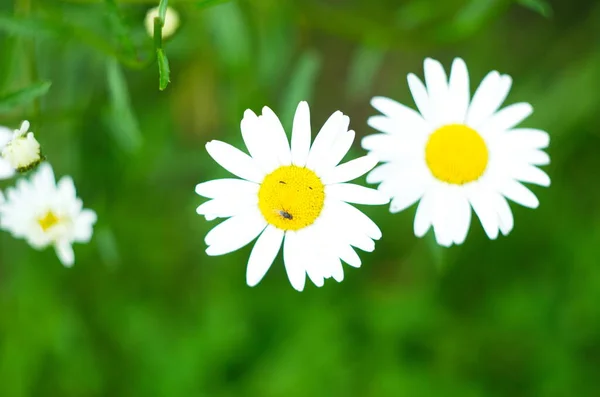 Champ Fleurs Camomille Camomille Dans Nature Champ Camomilles Lors Une — Photo