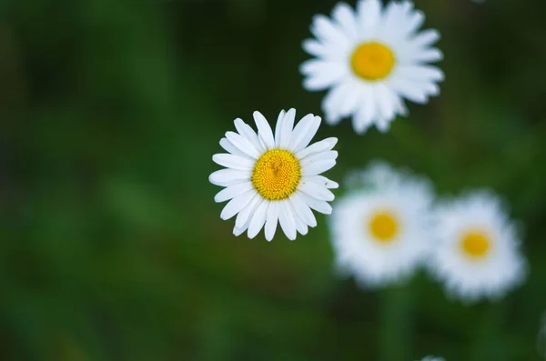 Champ Fleurs Camomille Camomille Dans Nature Champ Camomilles Lors Une — Photo