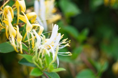 Beyaz çiçekler Lonicera japonica bahçede. Caprifolium perfoliat hanımeli çiçekleri, yaklaşın, makro. Sarı beyaz odunlar yazın çiçek açar, yakın plan..