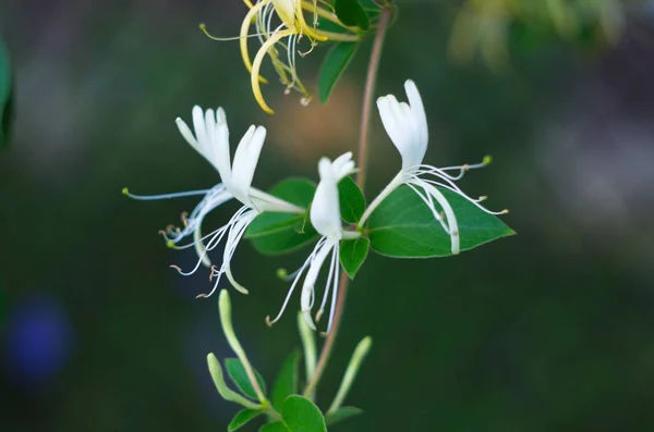 Flores Blancas Lonicera Japonica Jardín Caprifolium Perfoliate Madreselva Florece Cerca — Foto de Stock