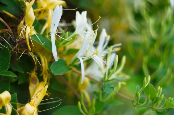 Beyaz çiçekler Lonicera japonica bahçede. Caprifolium perfoliat hanımeli çiçekleri, yaklaşın, makro. Sarı beyaz odunlar yazın çiçek açar, yakın plan..