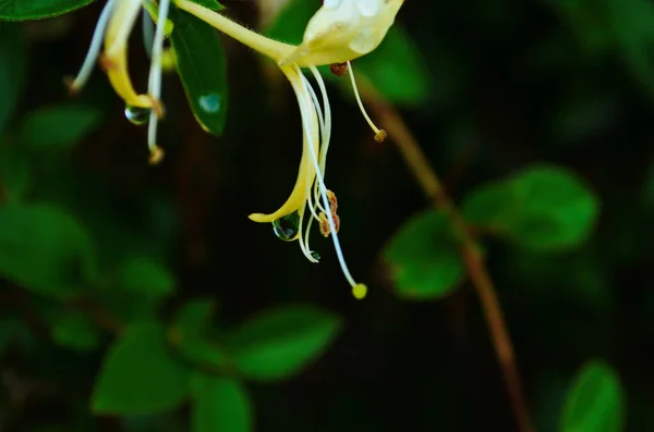 Białe Kwiaty Lonicera Japonica Ogrodzie Perfolianowe Kwiaty Wiciokrzewu Caprifolium Zbliżenie — Zdjęcie stockowe
