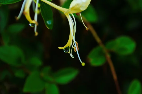 Vita Blommor Lonicera Japonica Trädgården Caprifolium Perfoliera Kaprifol Blommor Närbild — Stockfoto