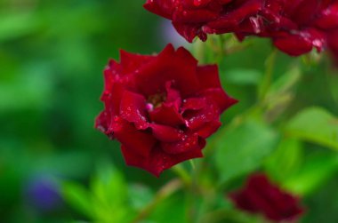 Doğada güzel taze güller. Doğal arka plan, bahçedeki çalılıklardaki güllerin kabarıklığı. Şehir parkının ara sokağındaki kırmızı güllerden oluşan bir çalıya yakın plan.