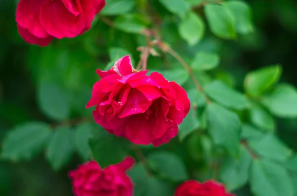 Vackra Färska Rosor Naturen Naturlig Bakgrund Stora Blomstã Llningar Rosor — Stockfoto