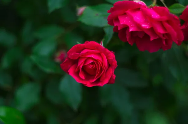 Lindas Rosas Frescas Natureza Fundo Natural Grande Inflorescência Rosas Arbusto — Fotografia de Stock