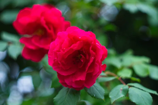 Belle Rose Fresche Nella Natura Sfondo Naturale Grande Infiorescenza Rose — Foto Stock