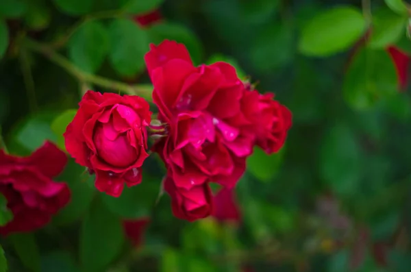 Doğada Güzel Taze Güller Doğal Arka Plan Bahçedeki Çalılıklardaki Güllerin — Stok fotoğraf