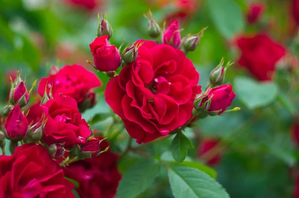 Vackra Färska Rosor Naturen Naturlig Bakgrund Stora Blomstã Llningar Rosor — Stockfoto