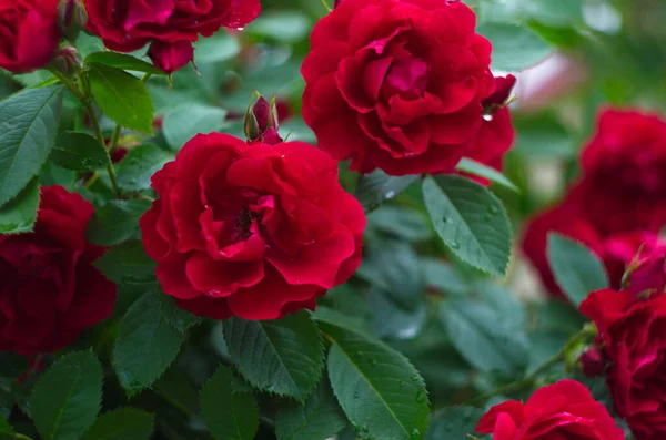 Vackra Färska Rosor Naturen Naturlig Bakgrund Stora Blomstã Llningar Rosor — Stockfoto