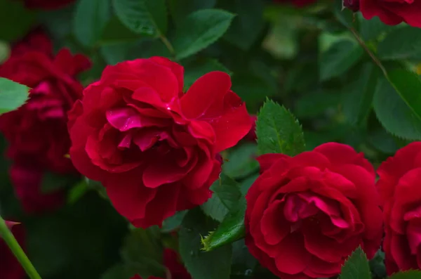 Vackra Färska Rosor Naturen Naturlig Bakgrund Stora Blomstã Llningar Rosor — Stockfoto