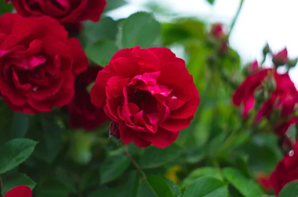 Krásné Čerstvé Růže Přírodě Přírodní Zázemí Velký Rozkvět Růží Zahradním — Stock fotografie