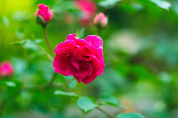 Belle Rose Fresche Nella Natura Sfondo Naturale Grande Infiorescenza Rose — Foto Stock