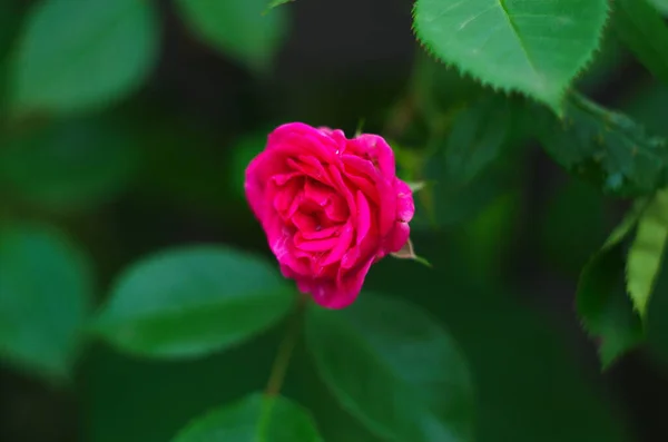 Beautiful Fresh Roses Nature Natural Background Large Inflorescence Roses Garden — Stock Photo, Image