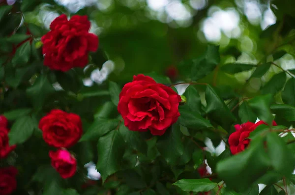Красивые Свежие Розы Природе Естественный Фон Большое Соцветие Роз Садовом — стоковое фото