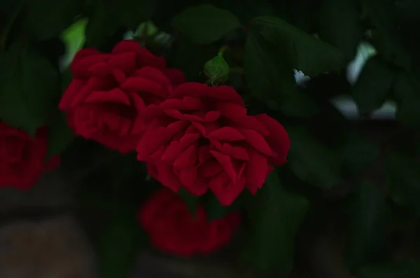 Schöne Frische Rosen Der Natur Natürlicher Hintergrund Großer Rosenstand Auf — Stockfoto