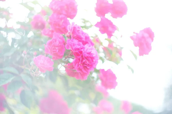 Schöne Frische Rosen Der Natur Natürlicher Hintergrund Großer Rosenstand Auf — Stockfoto