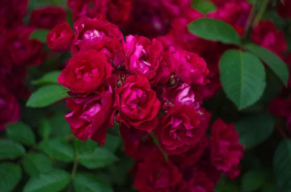 Vackra Färska Rosor Naturen Naturlig Bakgrund Stora Blomstã Llningar Rosor — Stockfoto