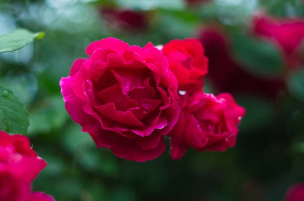 Прекрасні Свіжі Троянди Природі Природний Фон Великі Суцвіття Троянд Садовому — стокове фото