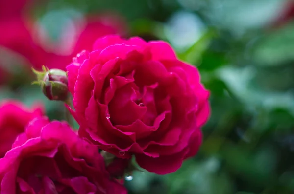 Krásné Čerstvé Růže Přírodě Přírodní Zázemí Velký Rozkvět Růží Zahradním — Stock fotografie