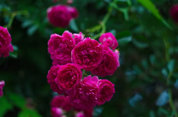 Lindas Rosas Frescas Natureza Fundo Natural Grande Inflorescência Rosas Arbusto — Fotografia de Stock