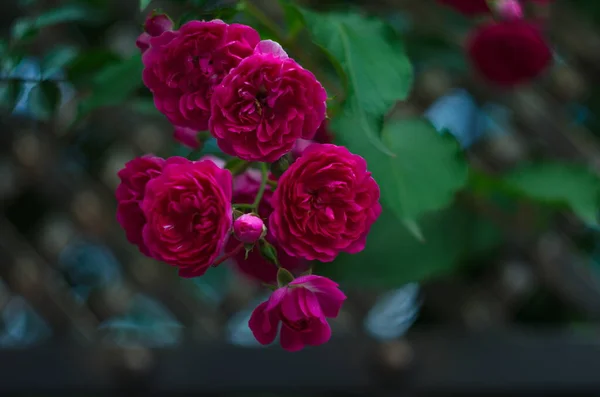 Hermosas Rosas Frescas Naturaleza Fondo Natural Gran Inflorescencia Rosas Arbusto — Foto de Stock