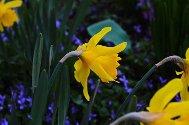 Baharda açan sarı nergis çiçekleri