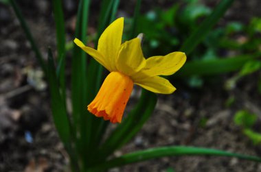 Baharda açan sarı nergis çiçekleri