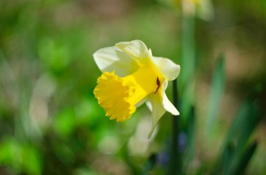Baharda açan sarı nergis çiçekleri