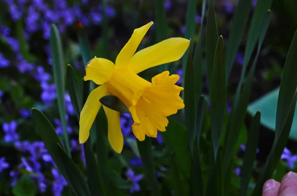 Gelbe Narzissenblüten Die Frühling Blühen — Stockfoto