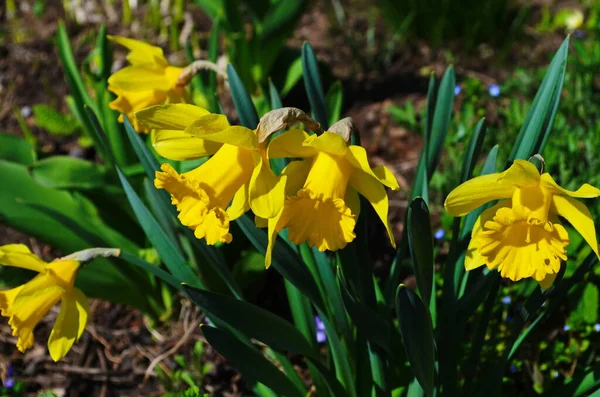 Gelbe Narzissenblüten Die Frühling Blühen — Stockfoto