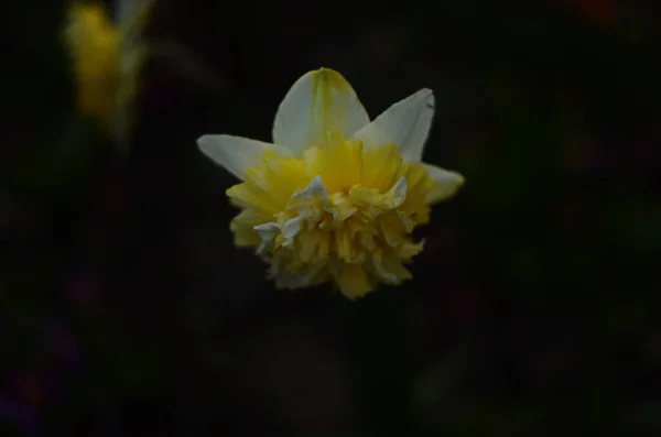 Flores Narciso Amarillo Floreciendo Primavera — Foto de Stock